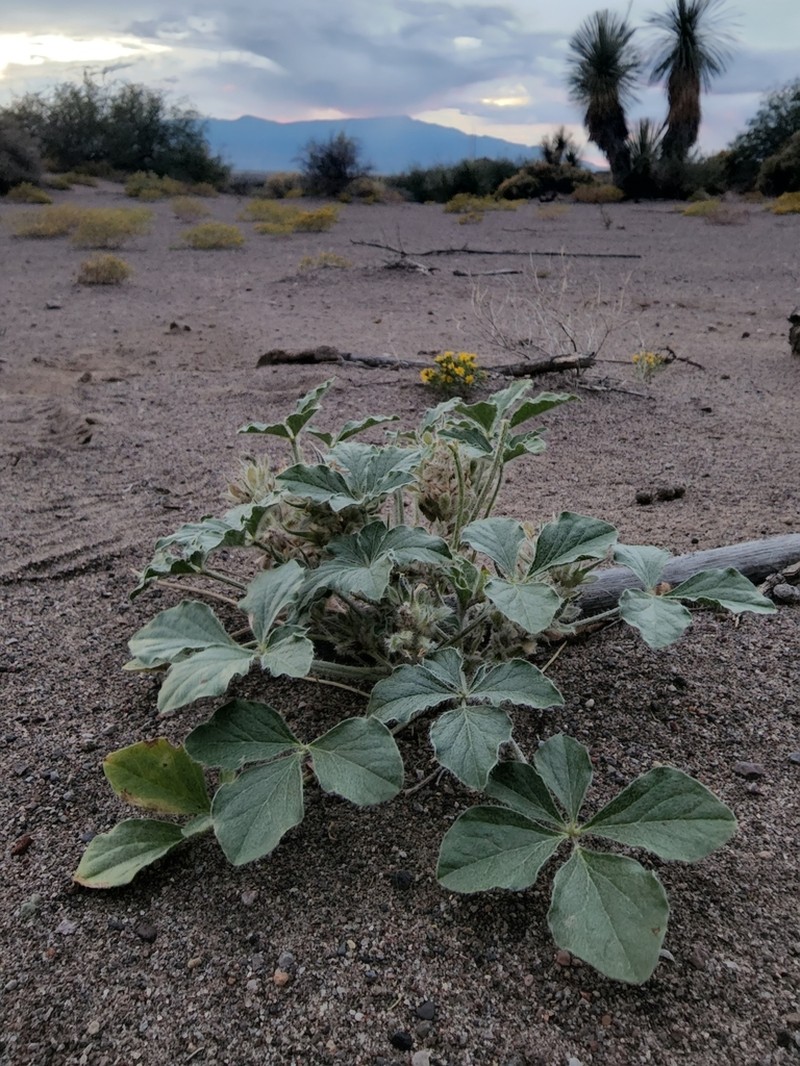 Small Indian Breadroot photo 3