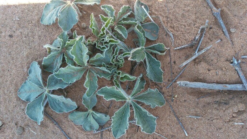 Small Indian Breadroot photo 4