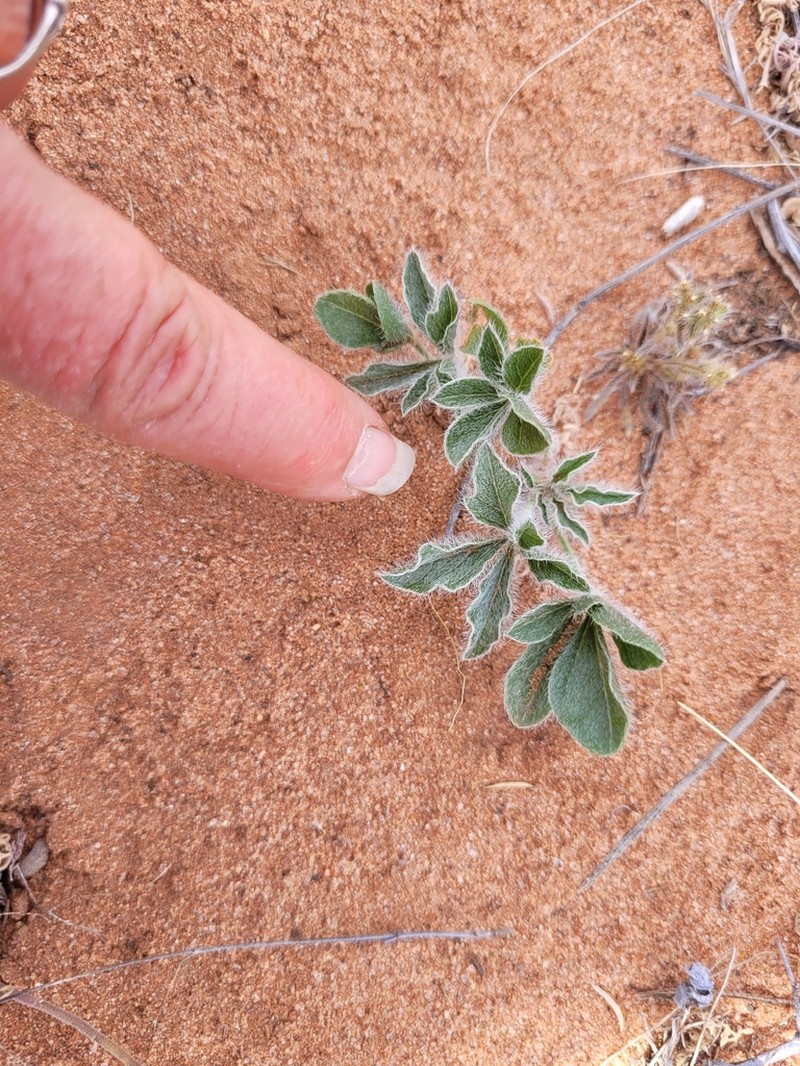 Small Indian Breadroot photo 5
