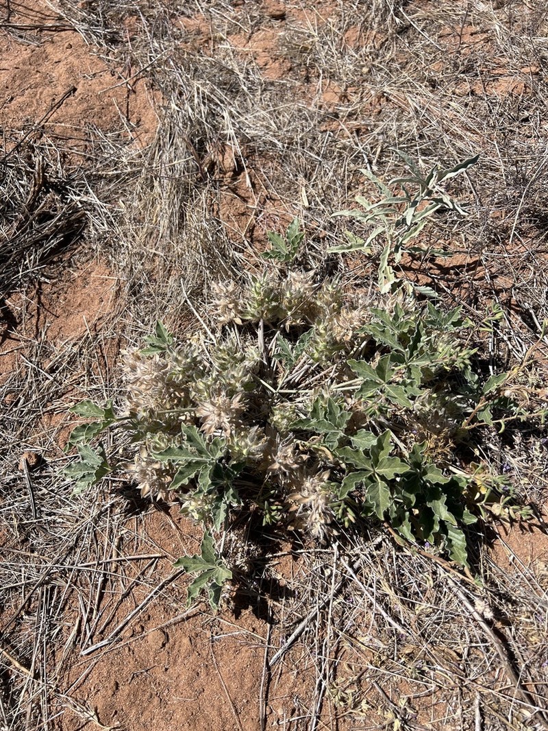 Small Indian Breadroot photo 6