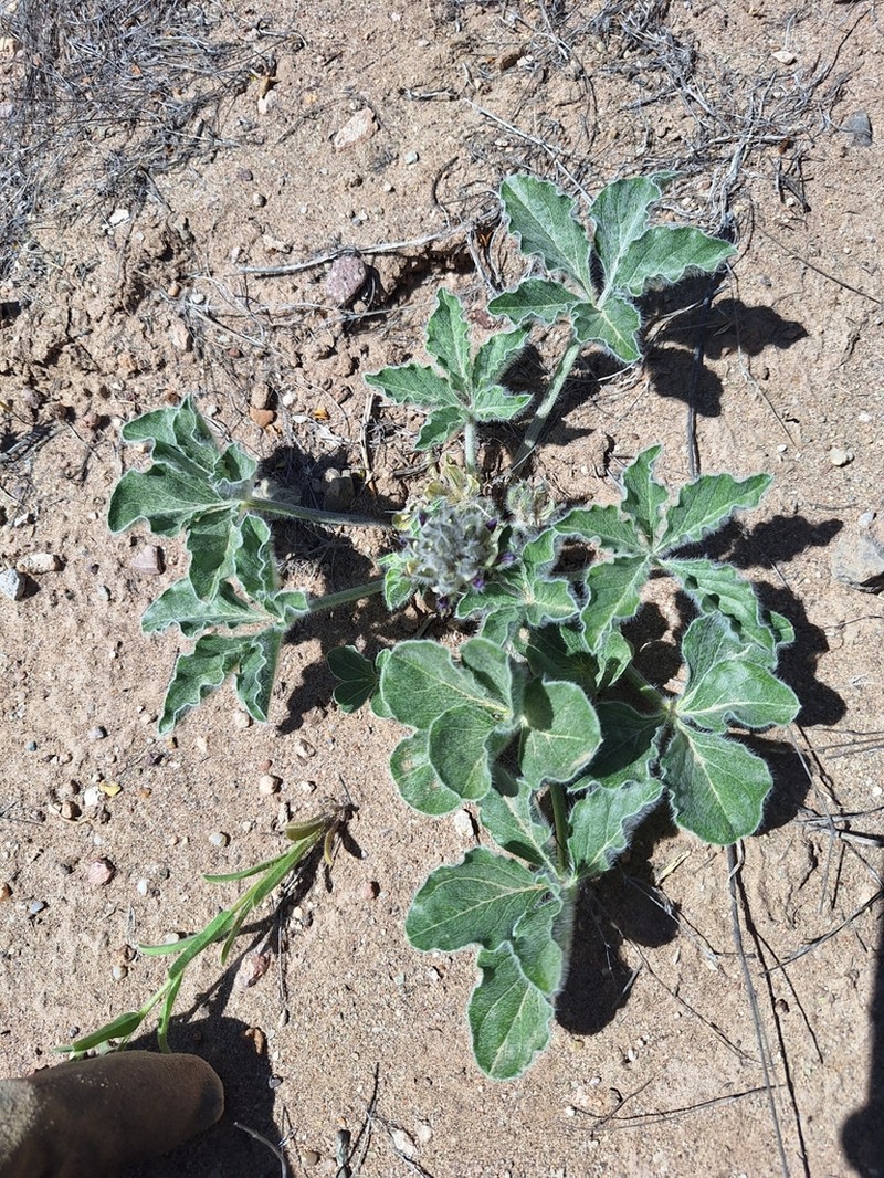 Small Indian Breadroot photo 7
