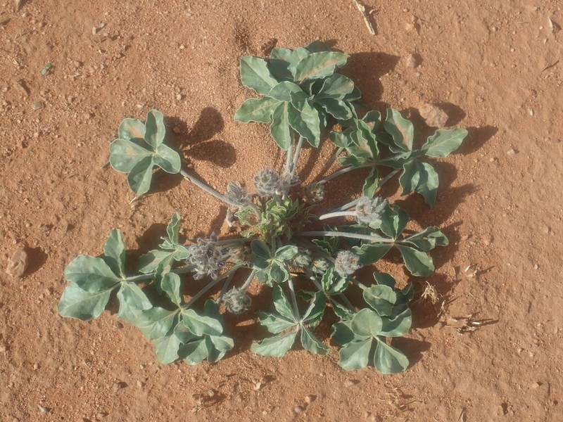 Small Indian Breadroot photo 8