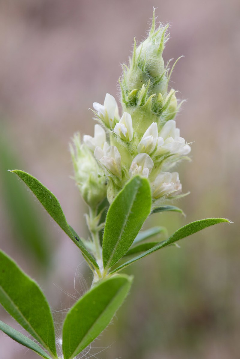Piedmont Breadroot