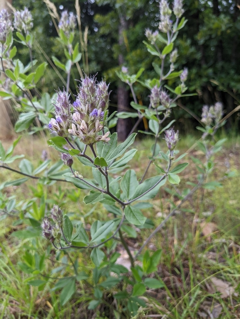 Piedmont Breadroot photo 2