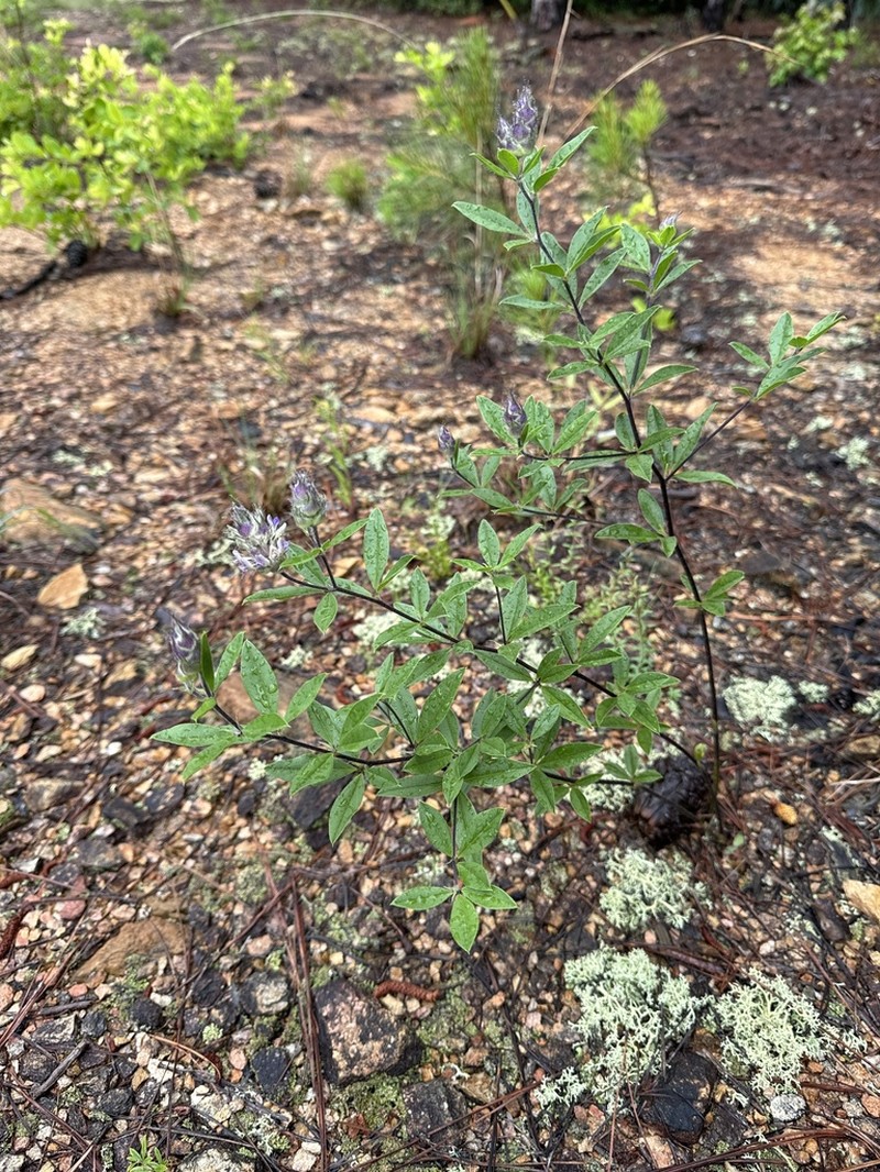 Piedmont Breadroot photo 3