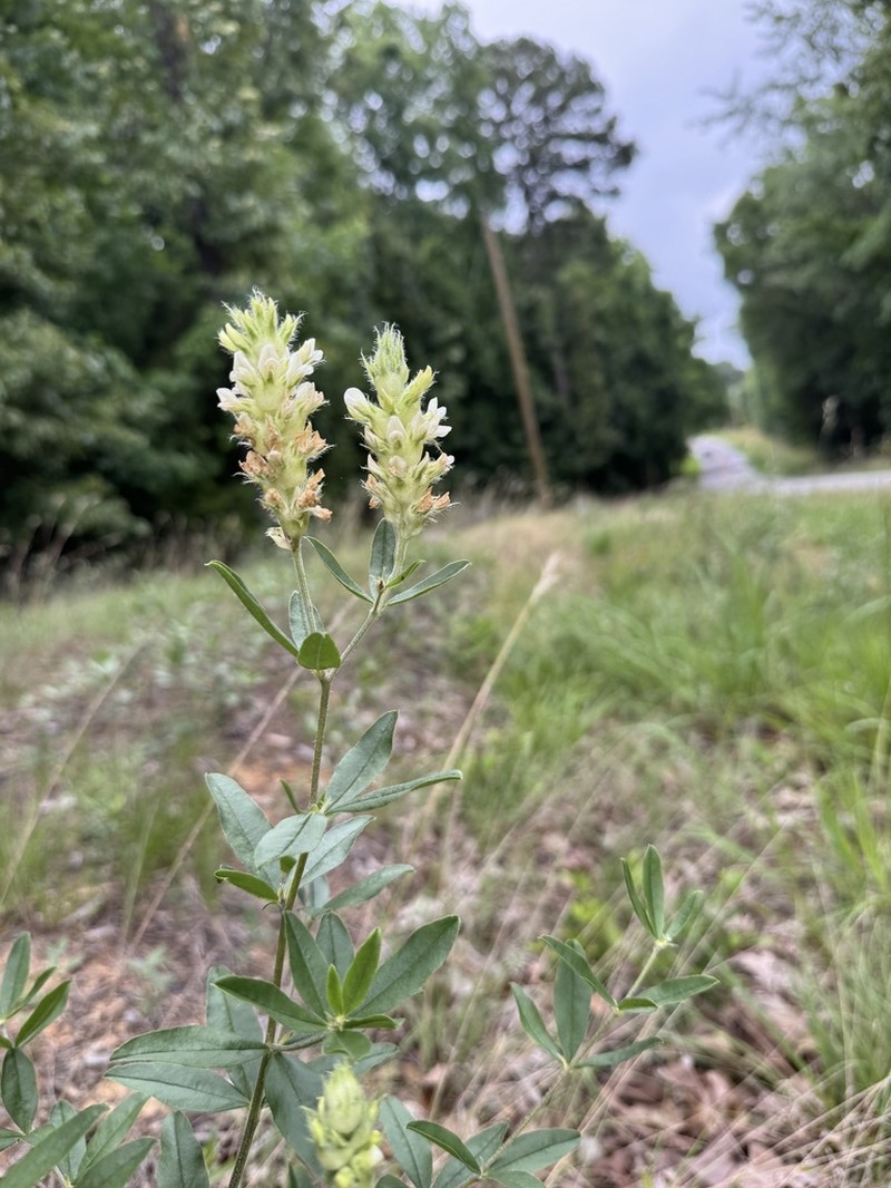 Piedmont Breadroot photo 4
