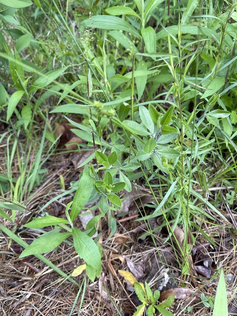 Piedmont Breadroot photo 5