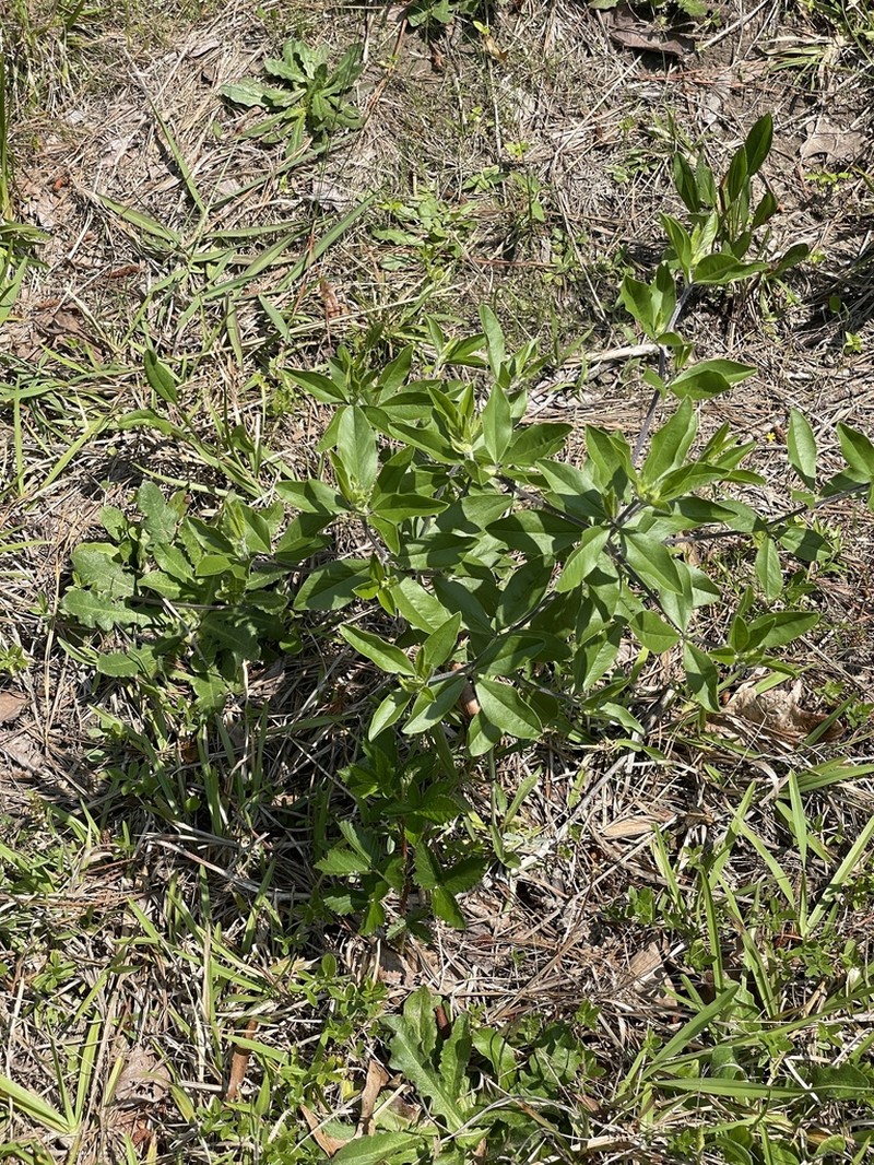 Piedmont Breadroot photo 6