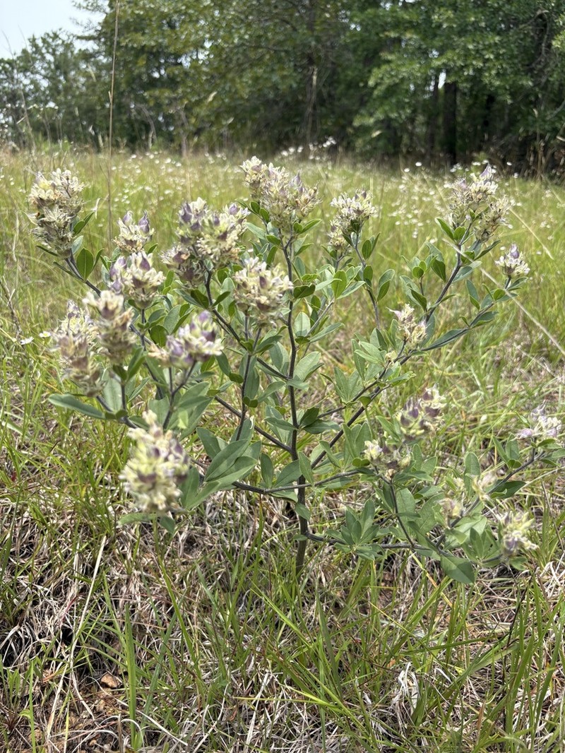 Piedmont Breadroot photo 7