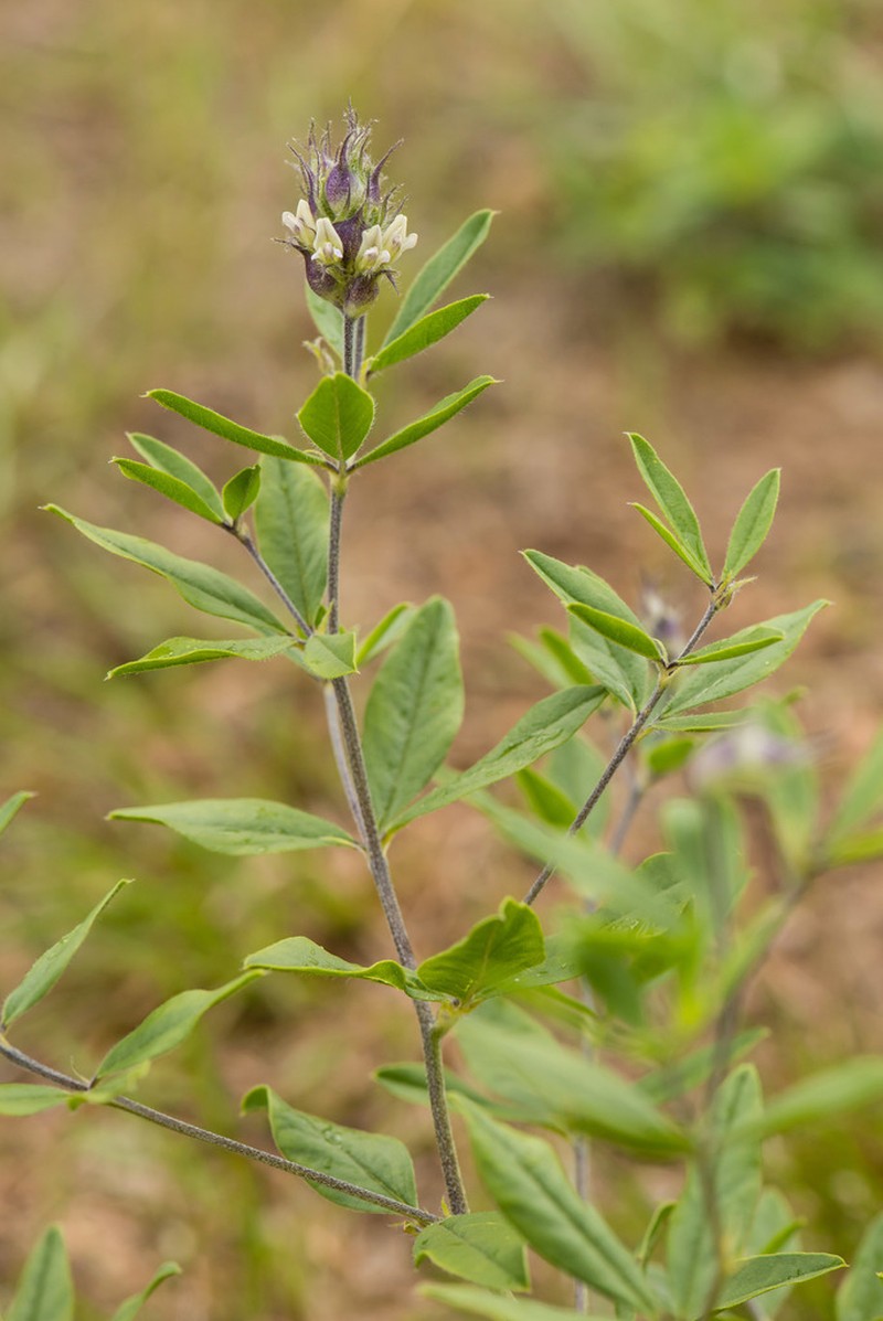 Piedmont Breadroot photo 8