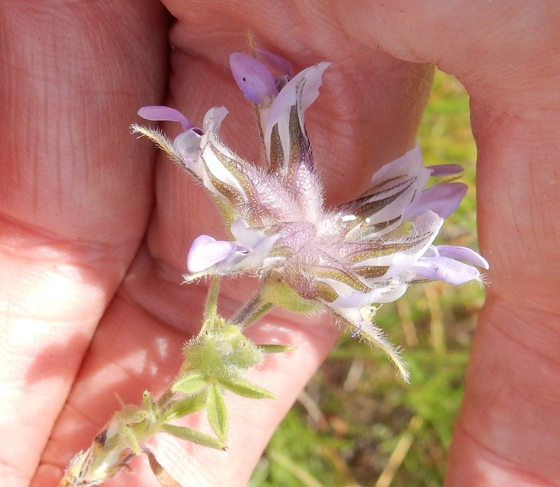 Rock Indian Breadroot
