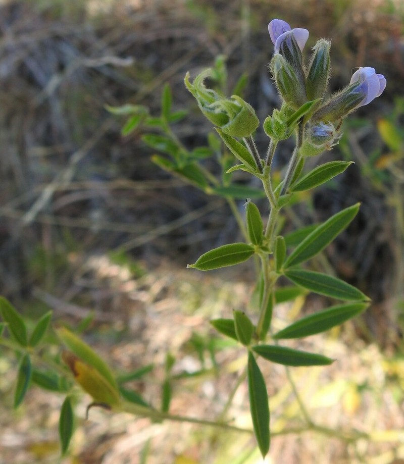 Rock Indian Breadroot photo 2