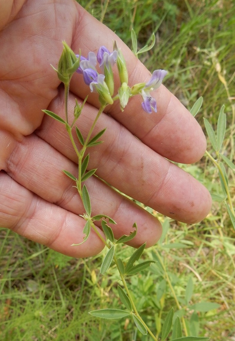 Rock Indian Breadroot photo 3