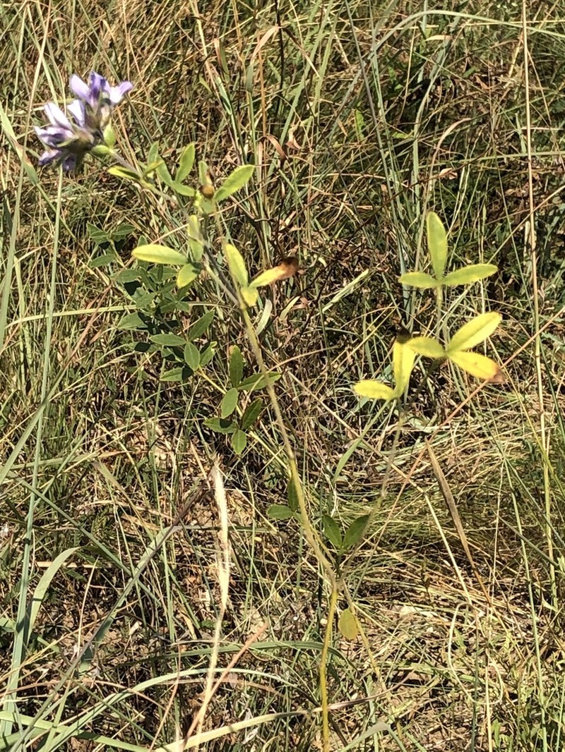 Rock Indian Breadroot photo 4