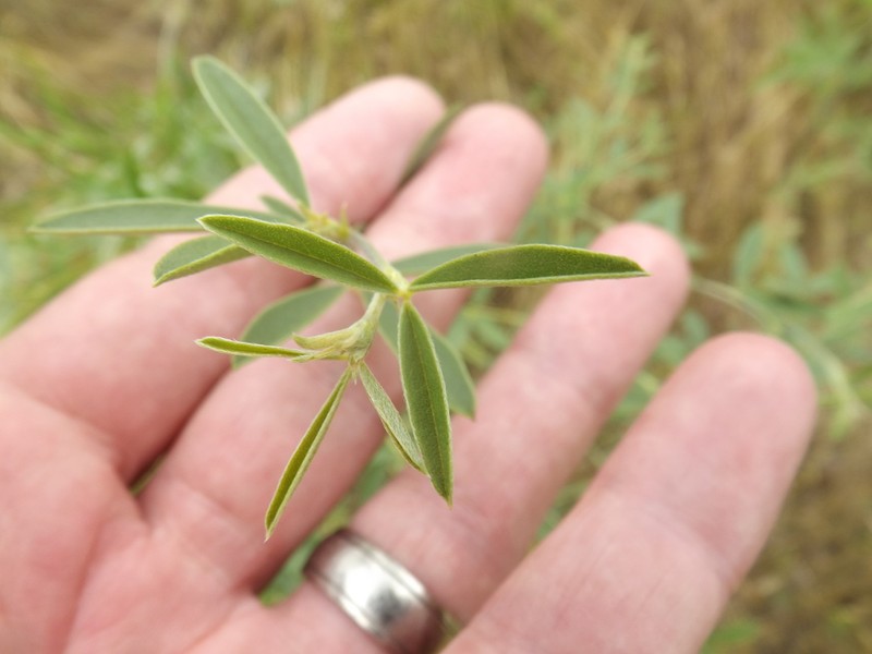 Rock Indian Breadroot photo 5
