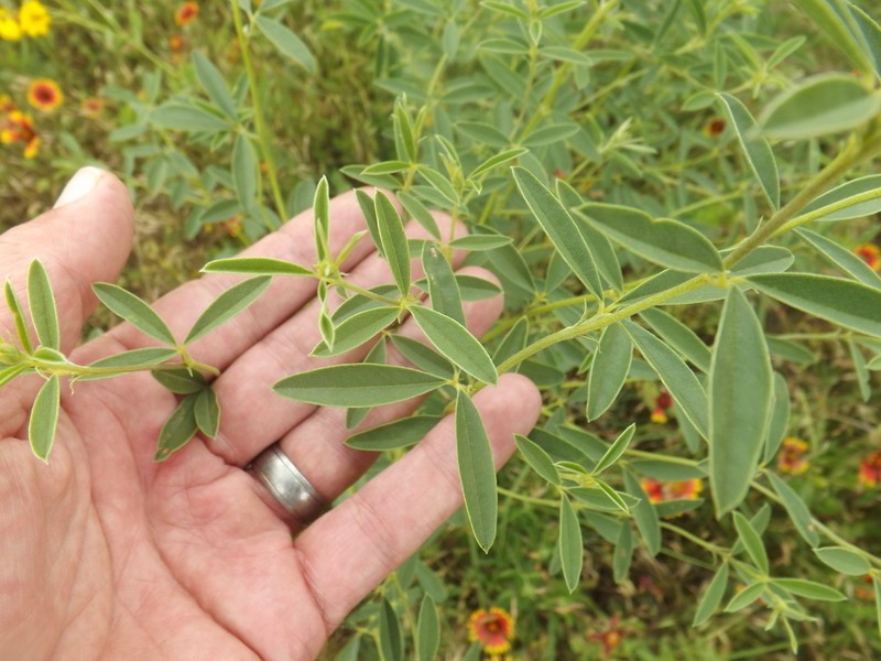 Rock Indian Breadroot photo 6