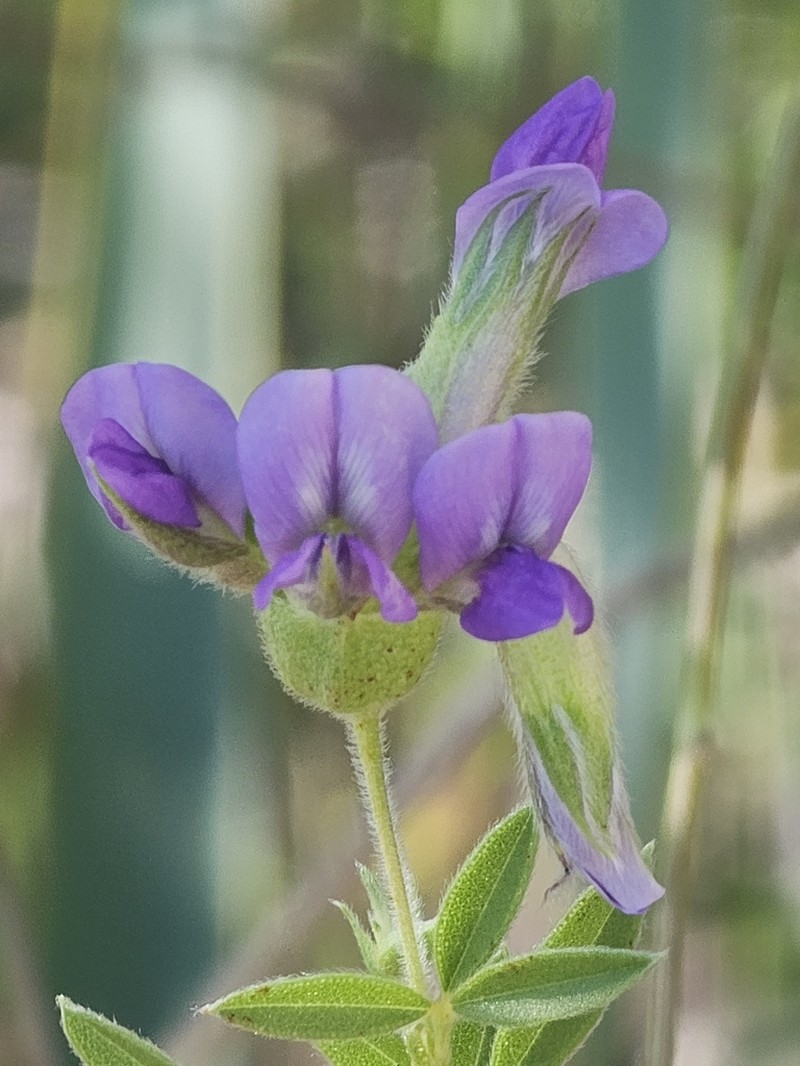 Rock Indian Breadroot photo 7