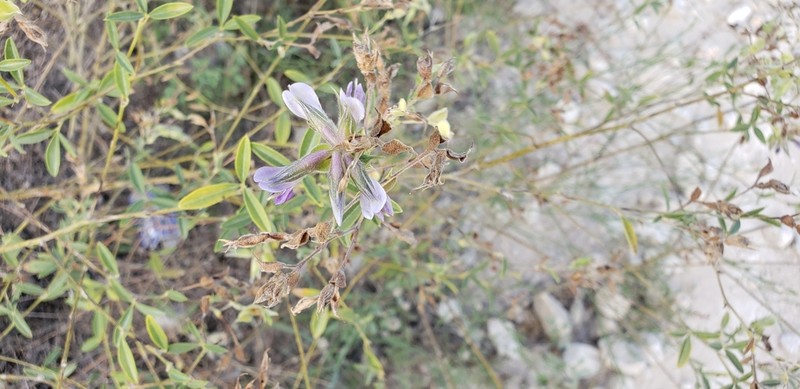 Rock Indian Breadroot photo 8
