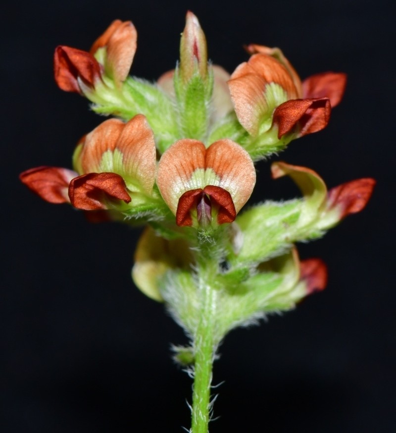 Gulf Indian Breadroot