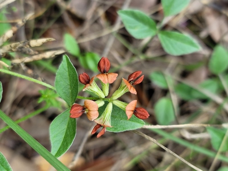 Gulf Indian Breadroot photo 2