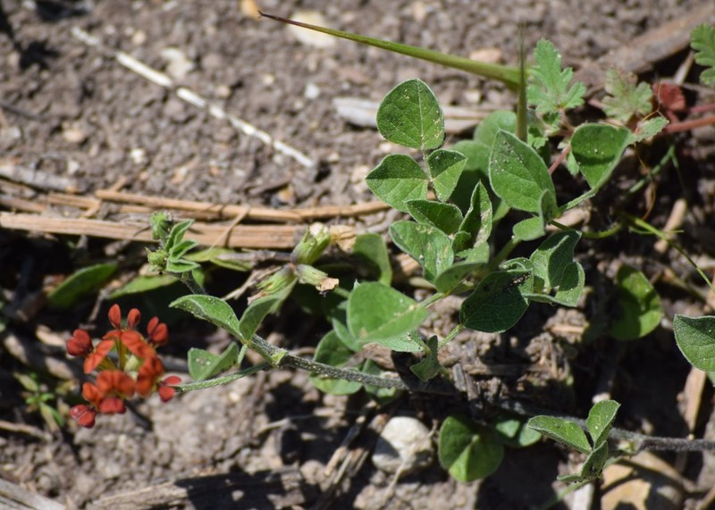 Gulf Indian Breadroot photo 3