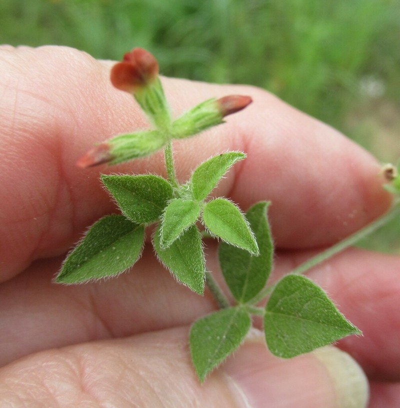 Gulf Indian Breadroot photo 4
