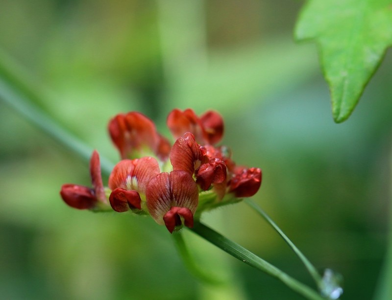 Gulf Indian Breadroot photo 5