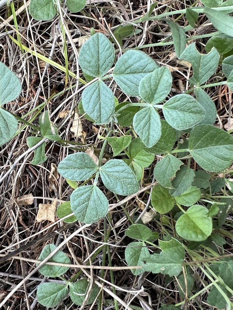 Gulf Indian Breadroot photo 6