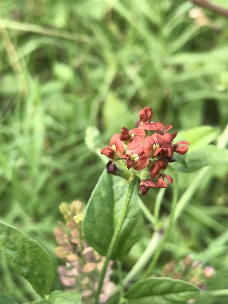 Gulf Indian Breadroot photo 7
