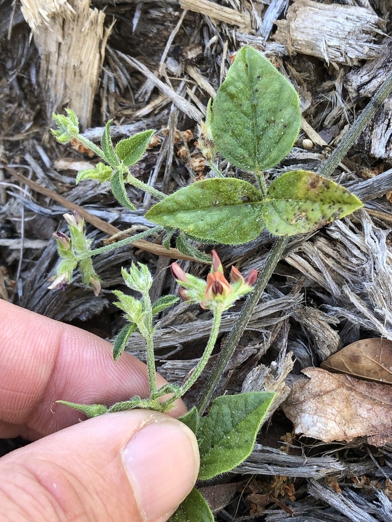 Gulf Indian Breadroot photo 8