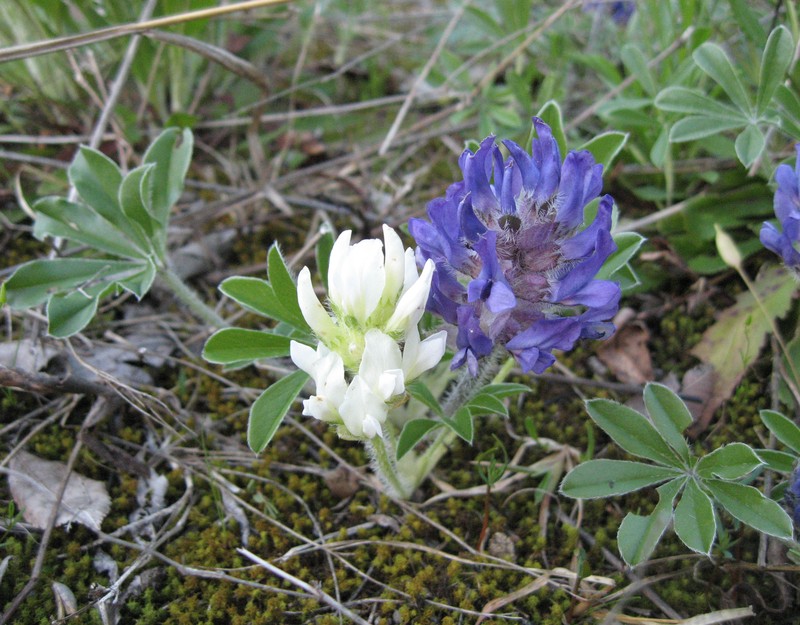 Whiterim Scurfpea