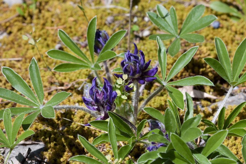 Whiterim Scurfpea photo 2