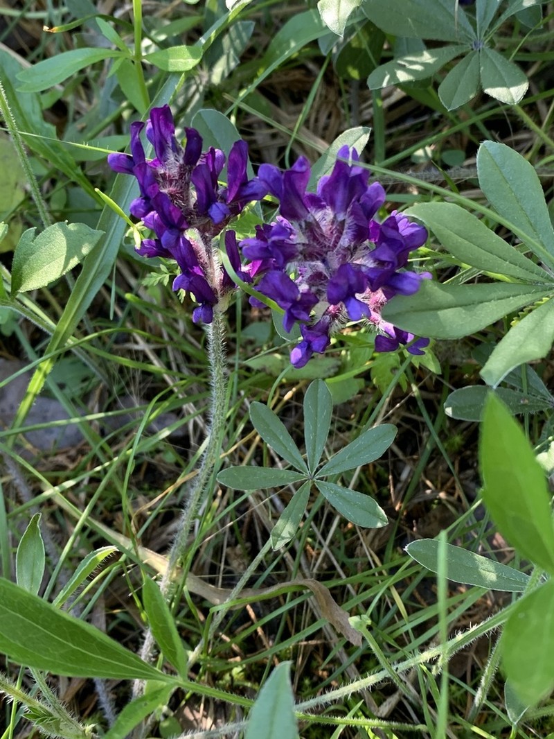 Whiterim Scurfpea photo 3