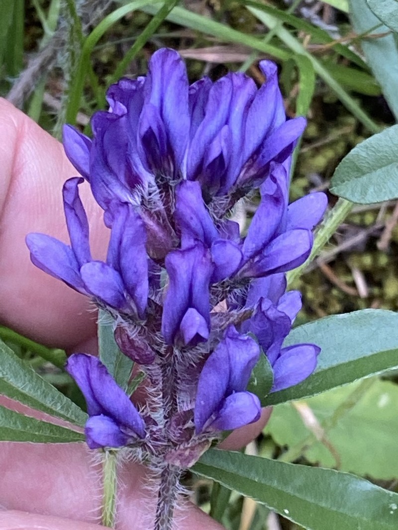 Whiterim Scurfpea photo 4