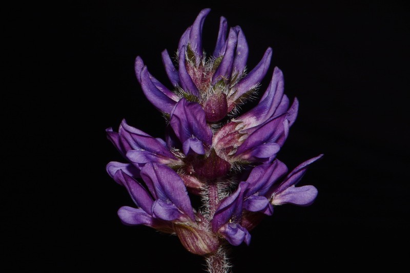 Whiterim Scurfpea photo 5