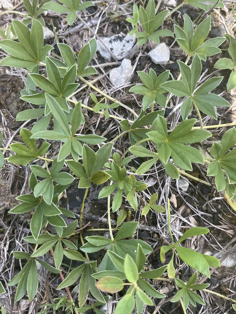 Whiterim Scurfpea photo 6
