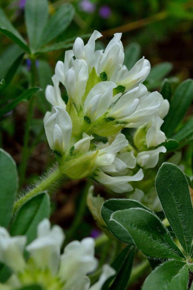 Whiterim Scurfpea photo 7