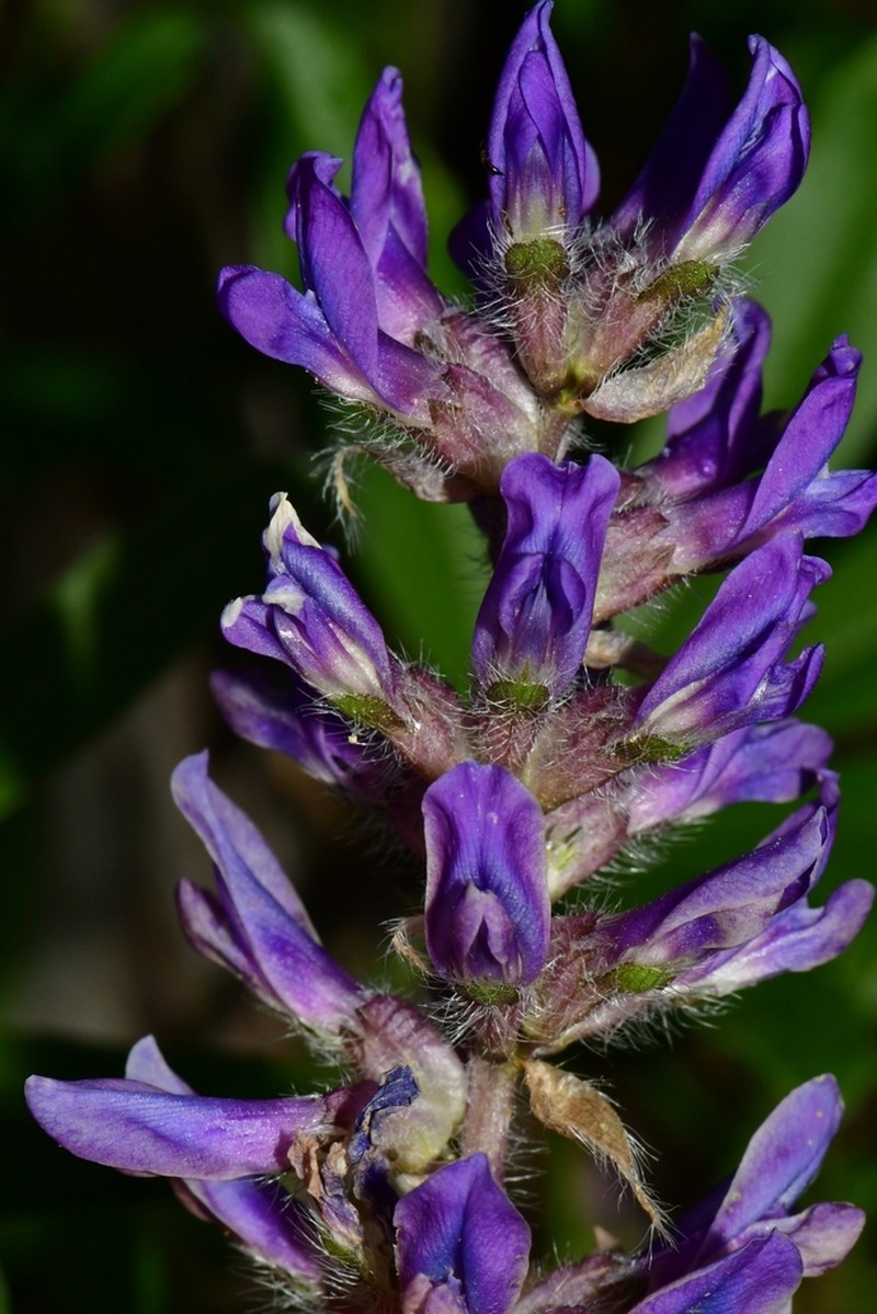 Whiterim Scurfpea photo 8