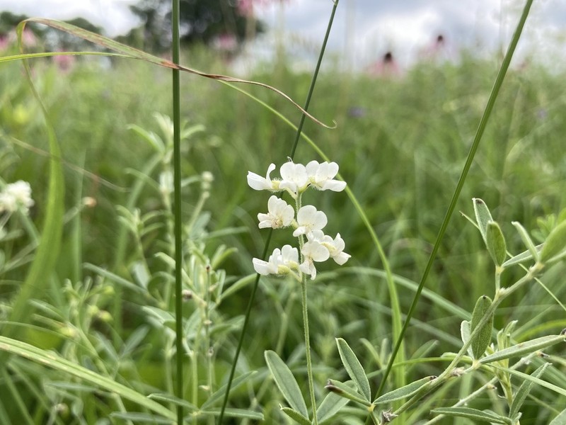 Slimflower Scurfpea