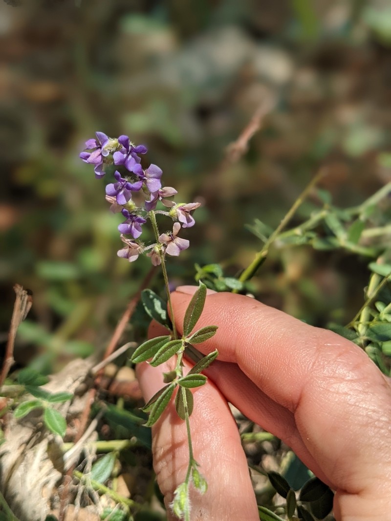 Slimflower Scurfpea photo 4