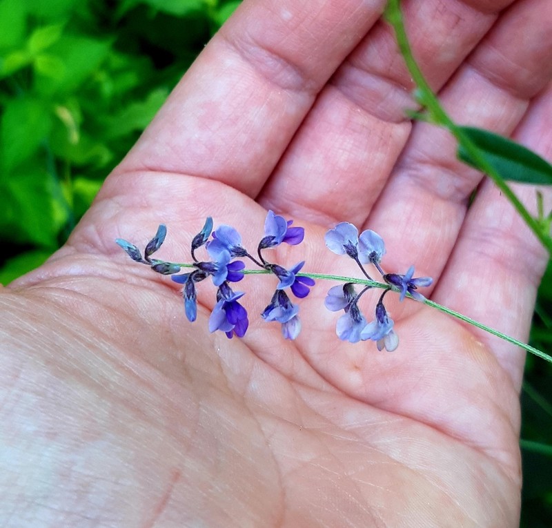 Slimflower Scurfpea photo 5