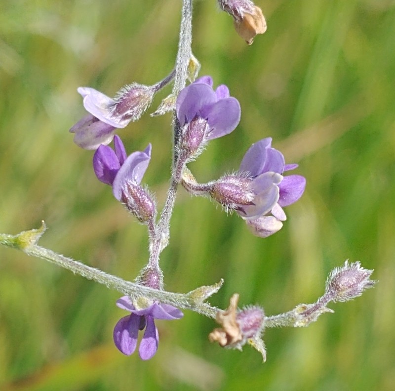 Slimflower Scurfpea photo 6