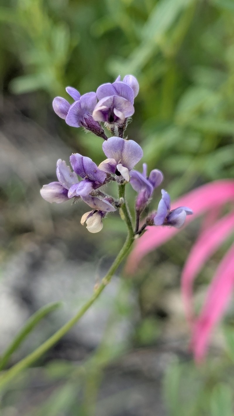 Slimflower Scurfpea photo 7