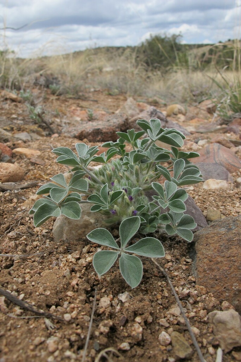 Poverty Mountain Breadroot