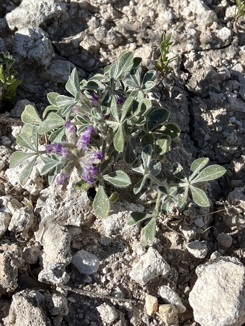Poverty Mountain Breadroot photo 2