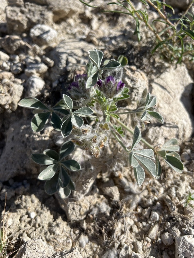 Verde Formation Breadroot photo 3
