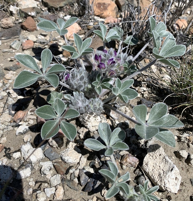 Verde Formation Breadroot photo 4