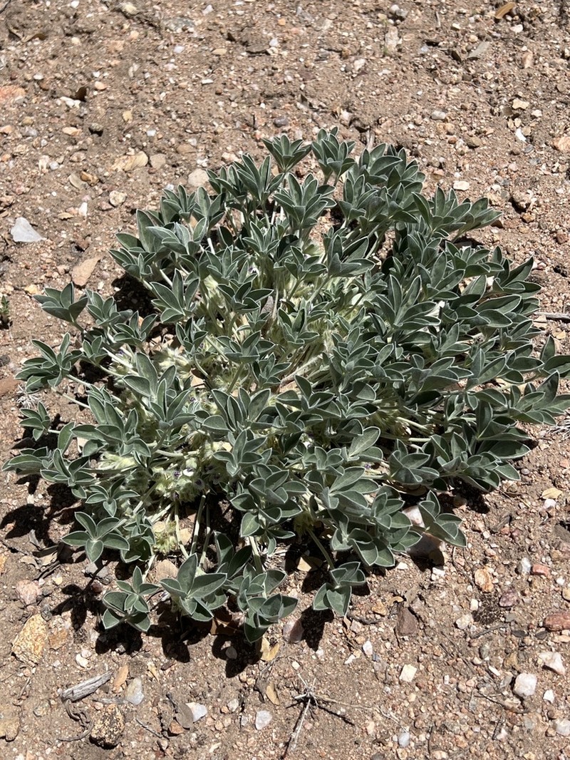 Verde Formation Breadroot photo 5