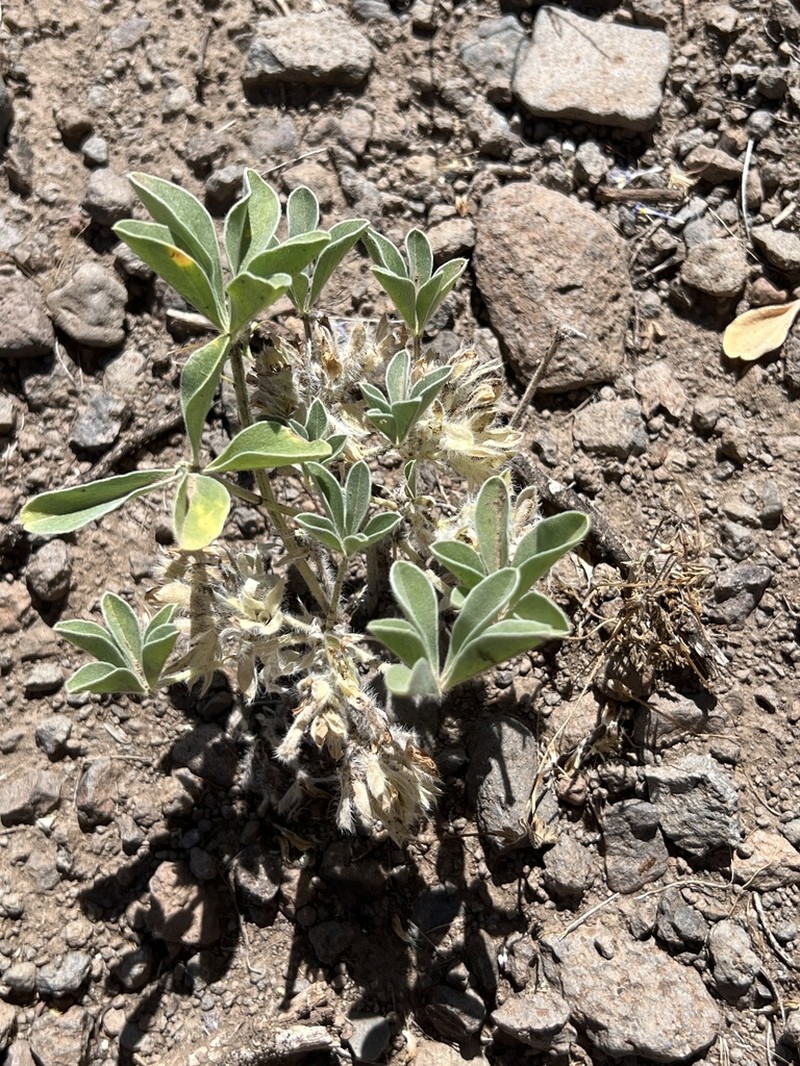 Verde Formation Breadroot photo 6