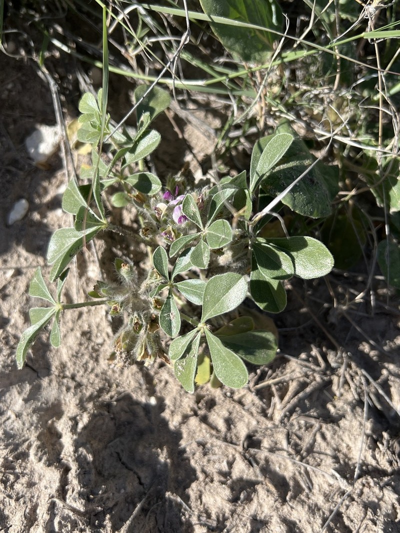 Verde Formation Breadroot photo 7